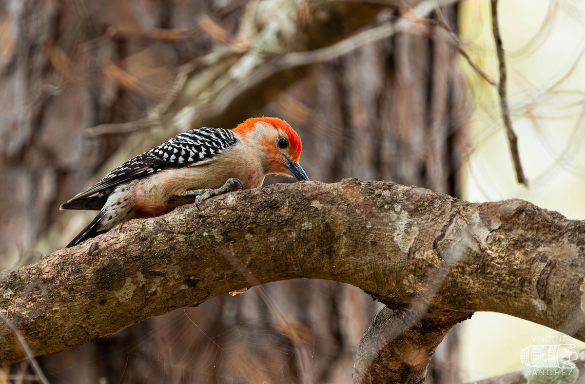 Red-bellied Woodpecker - Vincent Sanchez