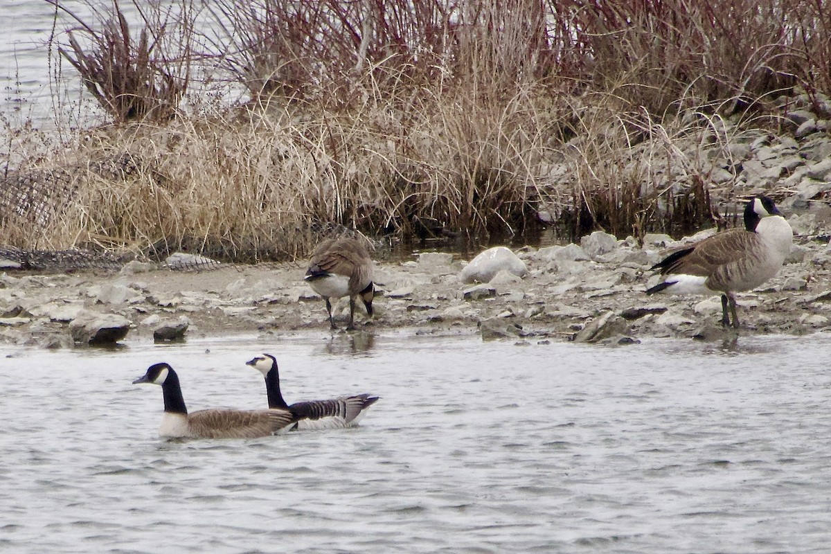 Barnacle Goose - ML616237175