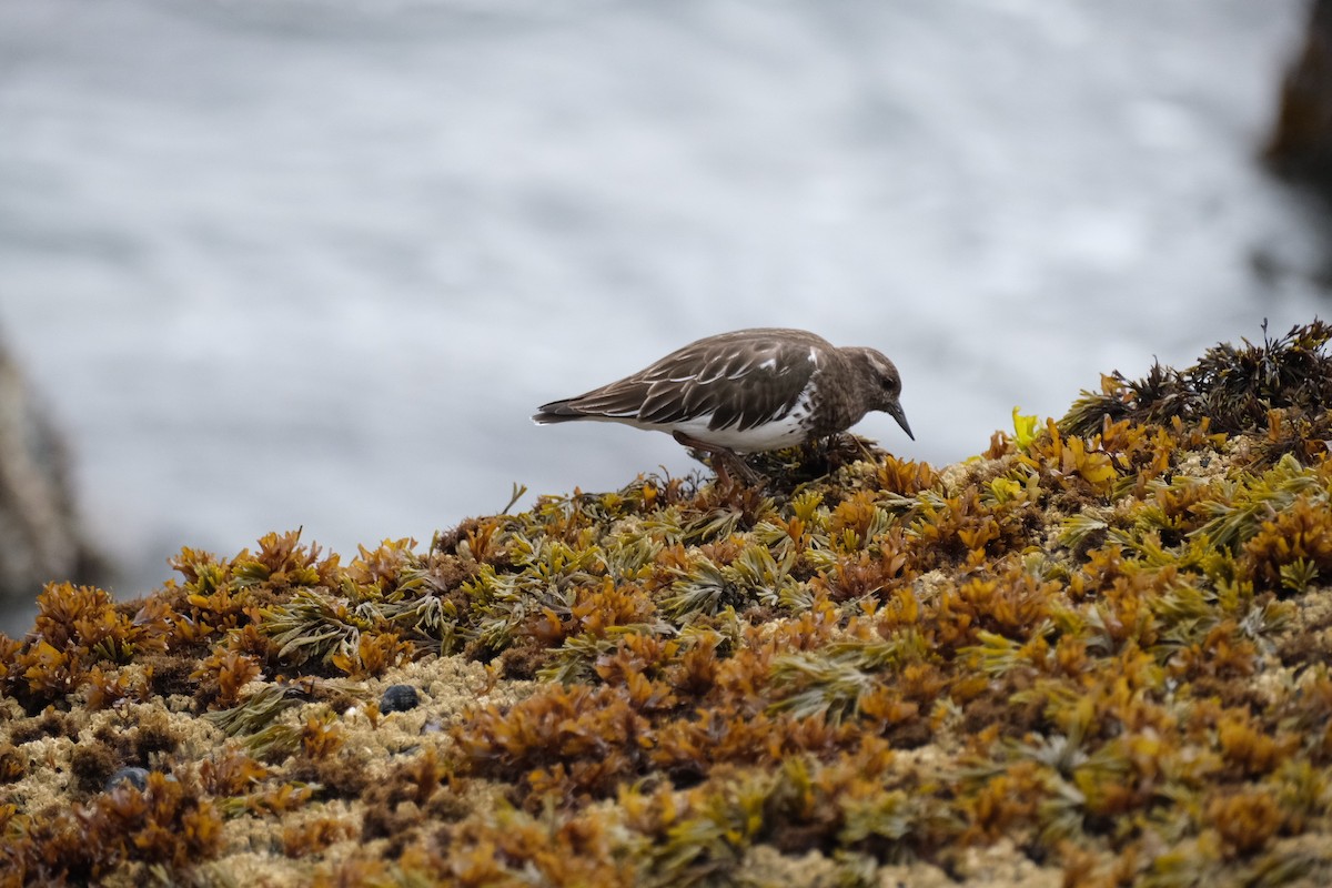 Black Turnstone - ML616237183