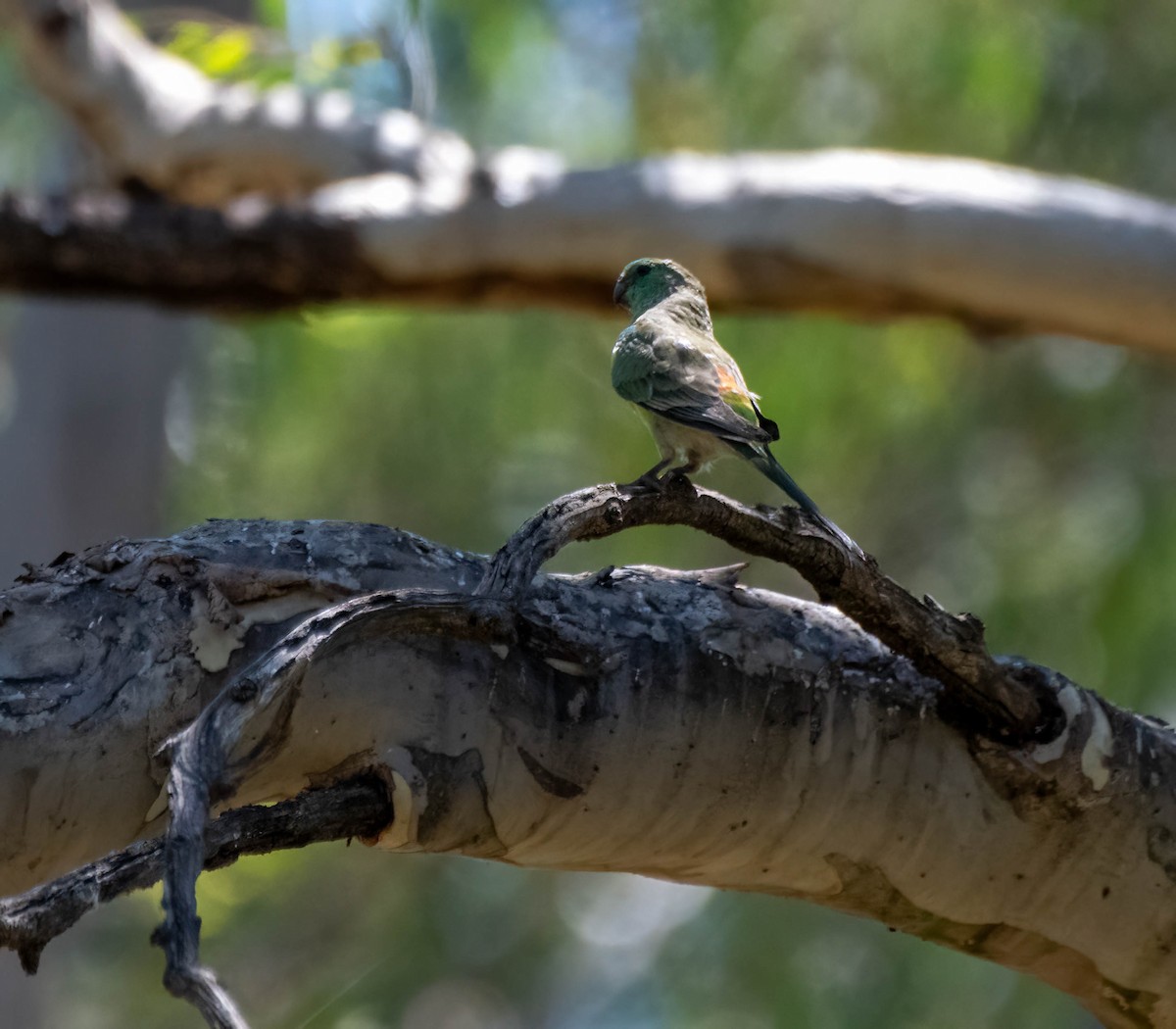 Red-rumped Parrot - ML616237195