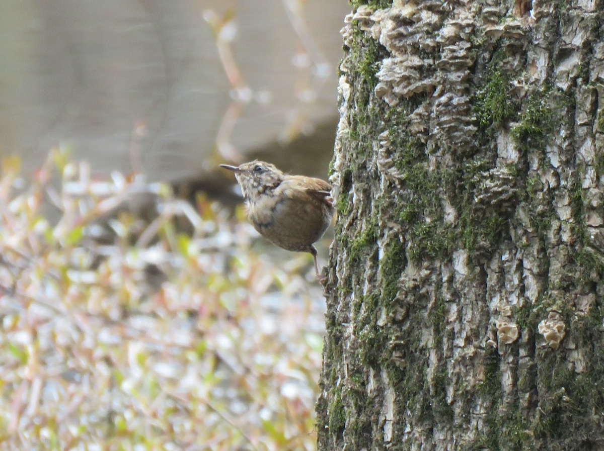 Winter Wren - ML616237233