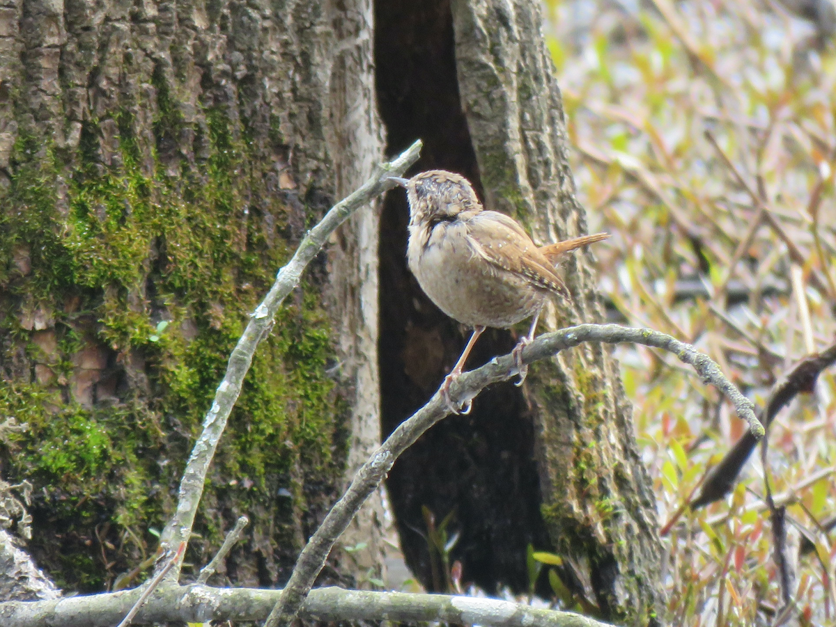 Winter Wren - ML616237234