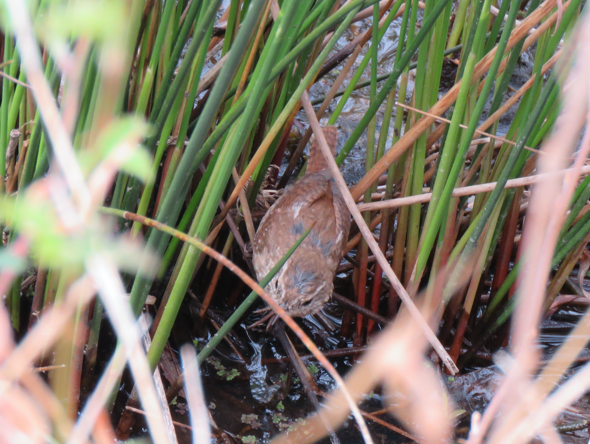 Winter Wren - ML616237307