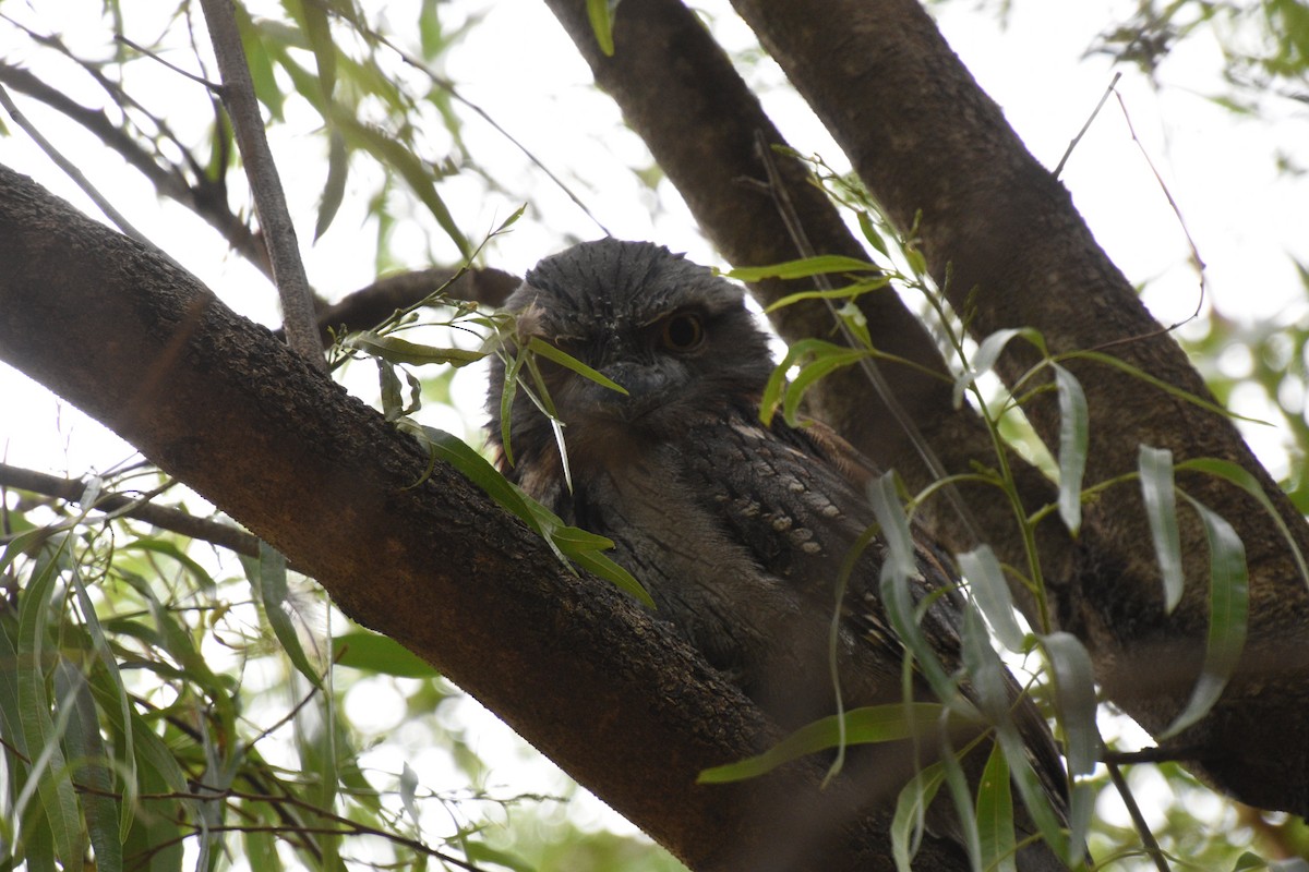 Tawny Frogmouth - Allan West
