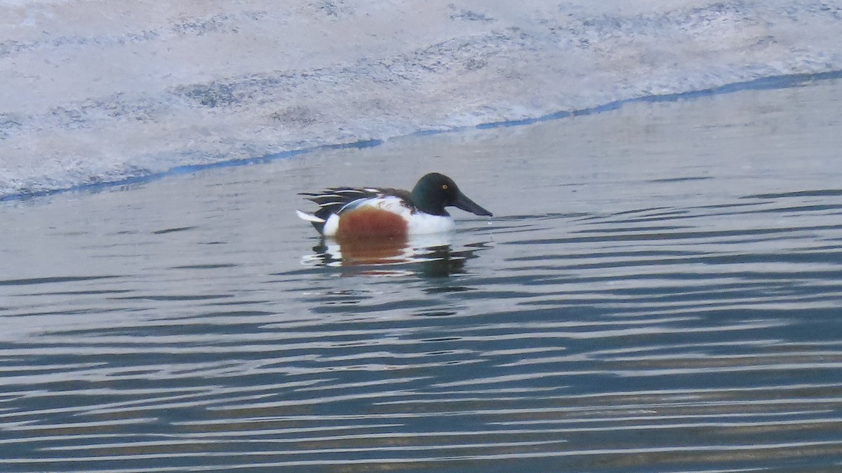 Northern Shoveler - ML616237510