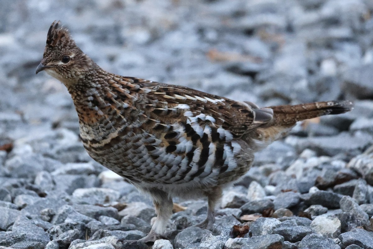 Ruffed Grouse - ML616237557