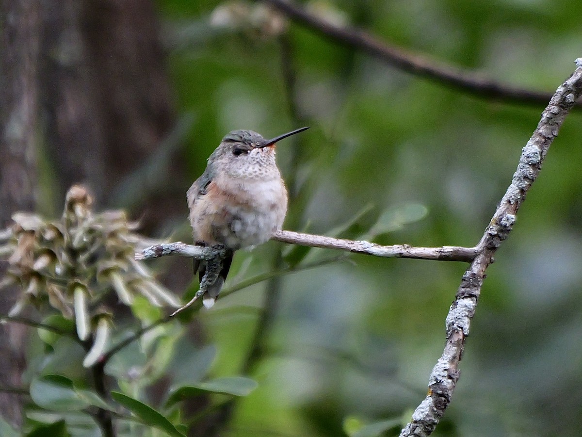 Broad-tailed Hummingbird - ML616237670