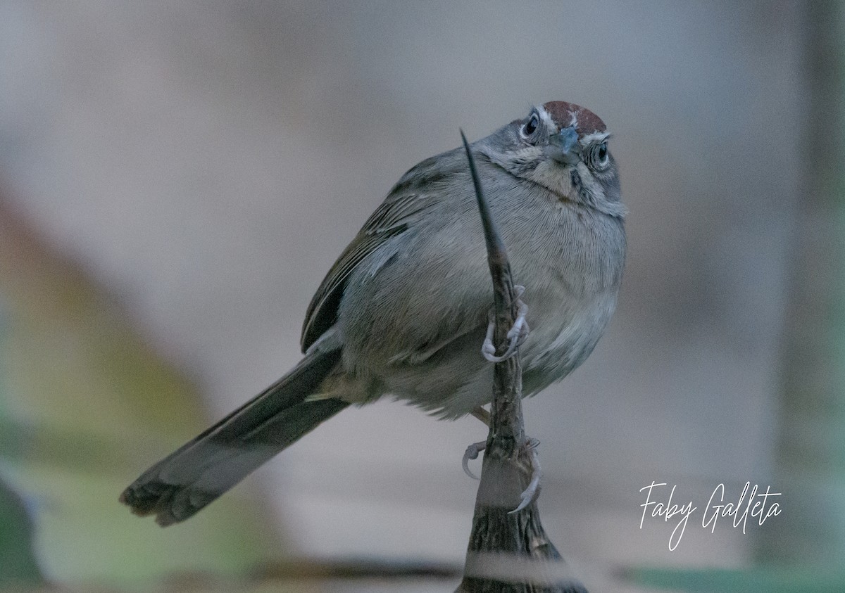 Rufous-crowned Sparrow - ML616237684