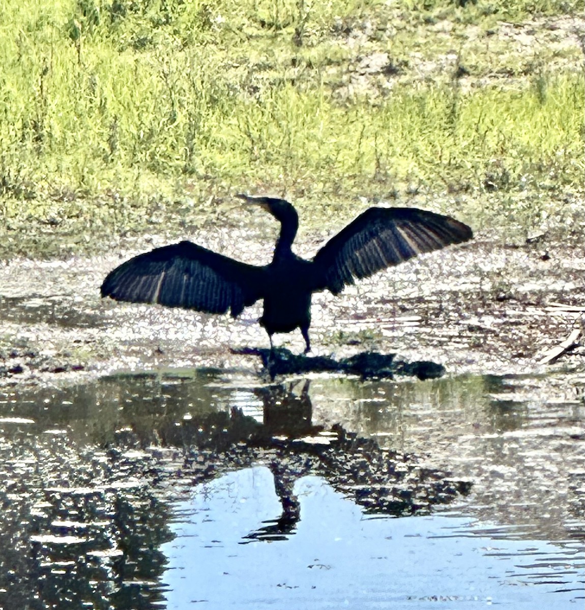 Double-crested Cormorant - ML616237703