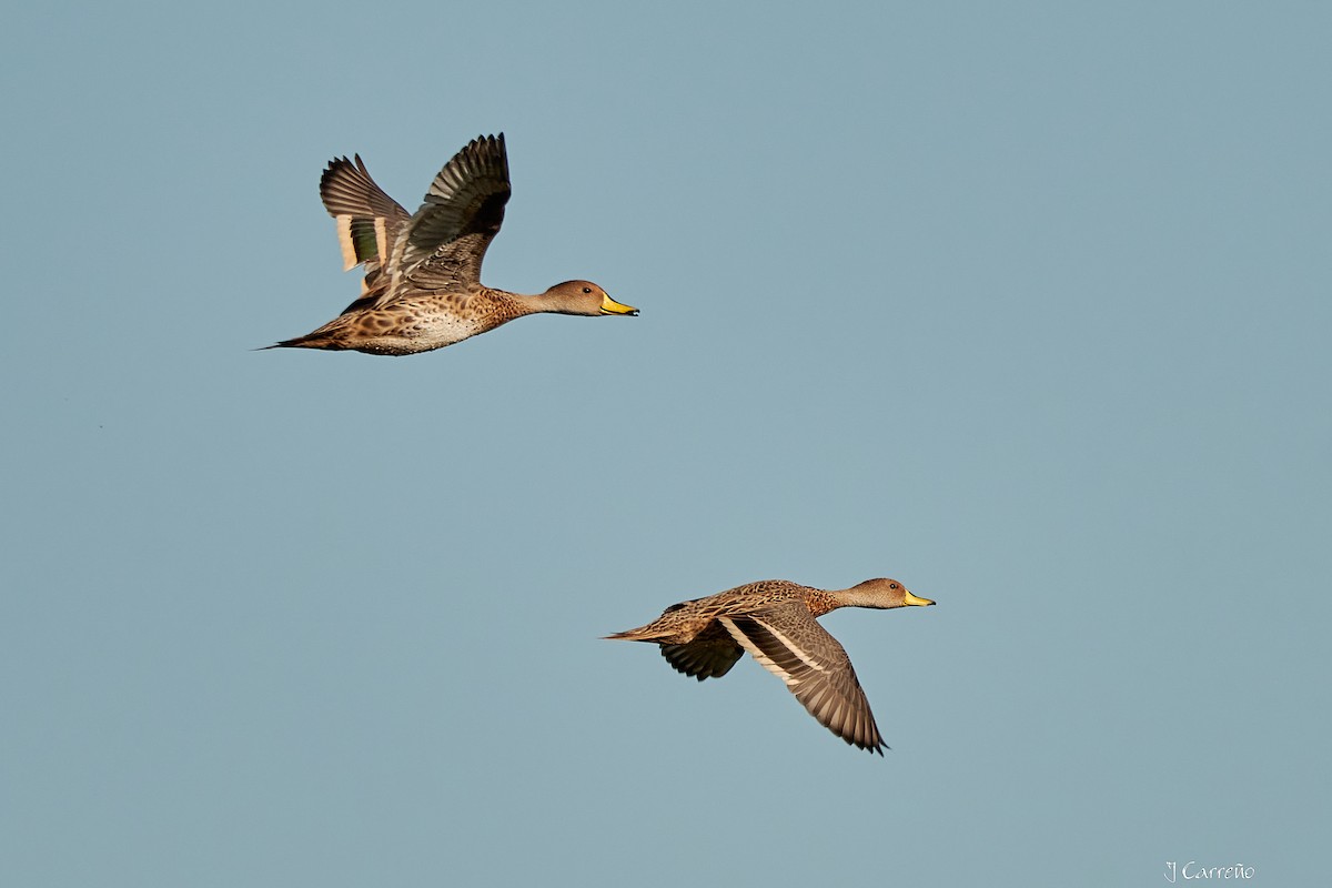 Yellow-billed Pintail - ML616237718