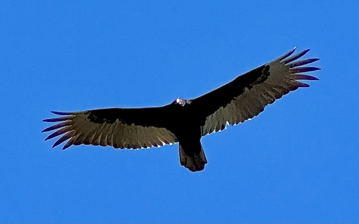 Turkey Vulture - ML616237721