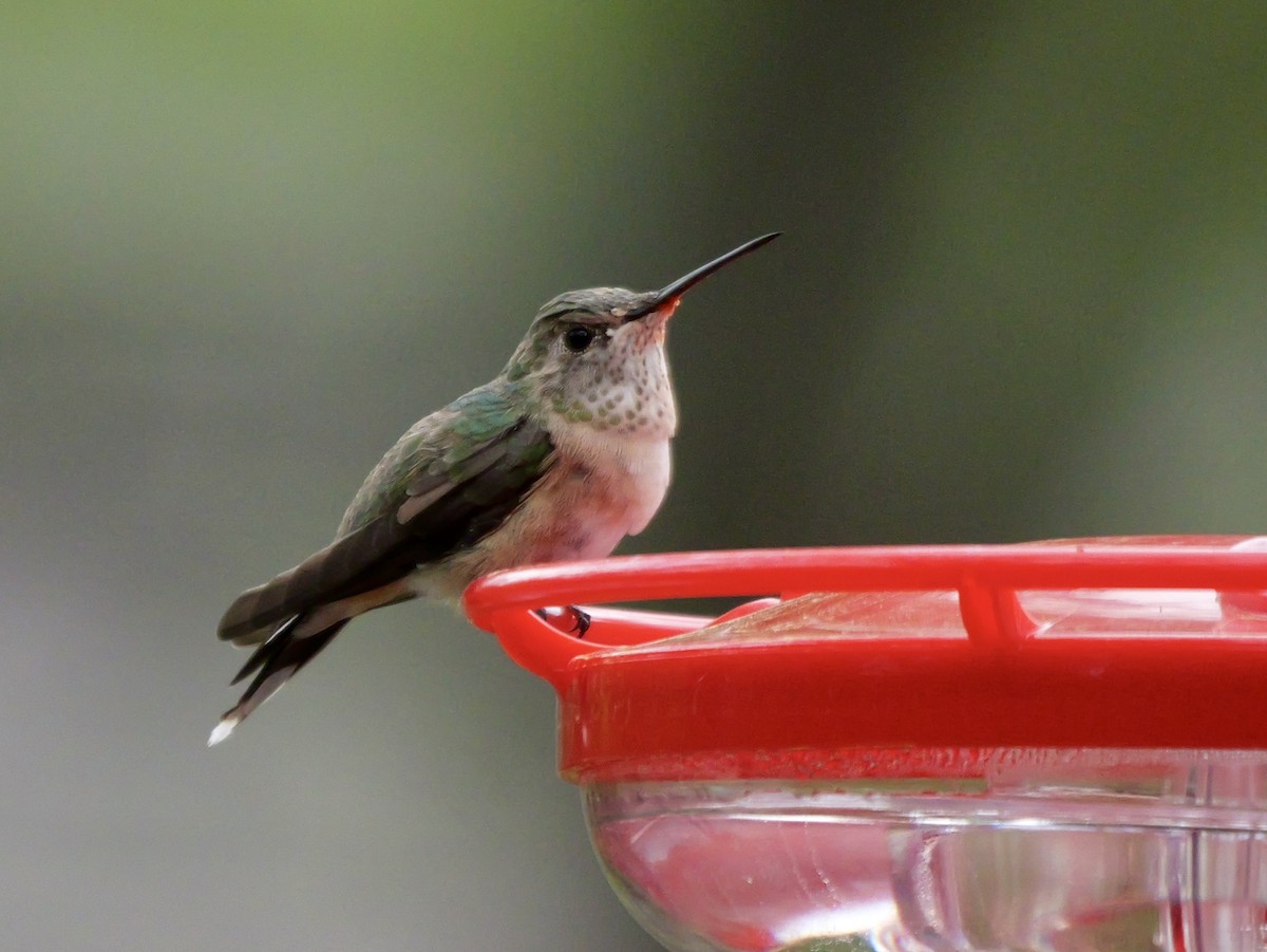 Broad-tailed Hummingbird - ML616237744