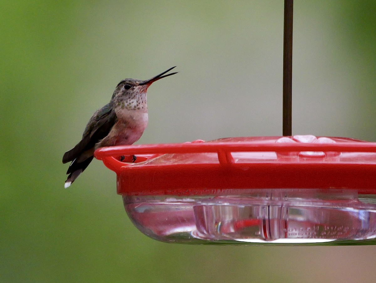 Broad-tailed Hummingbird - ML616237745