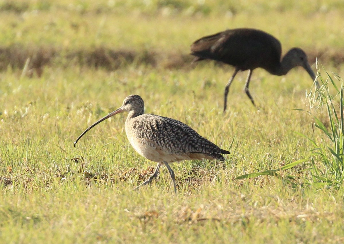 Long-billed Curlew - ML616237830