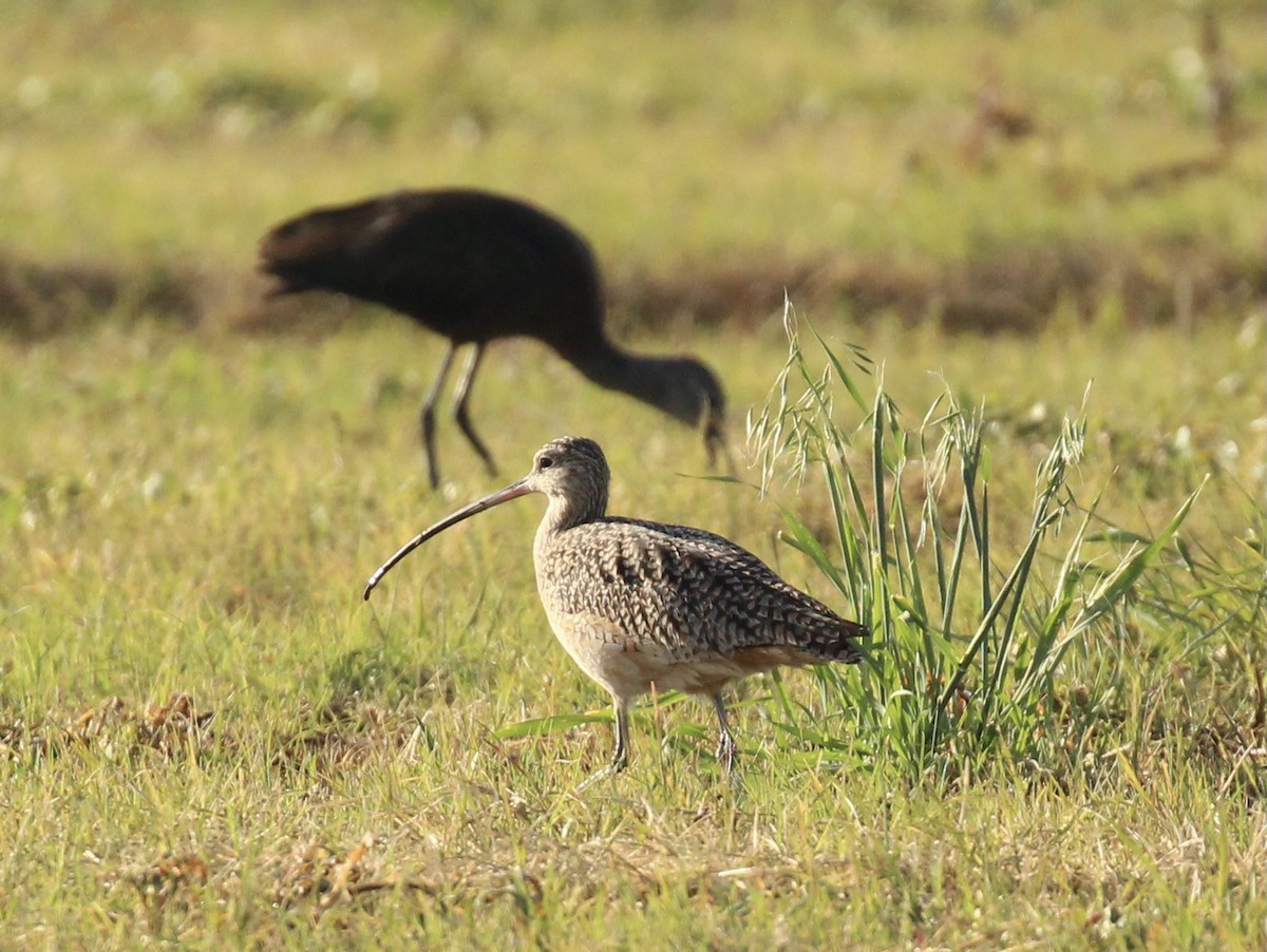 Long-billed Curlew - ML616237831