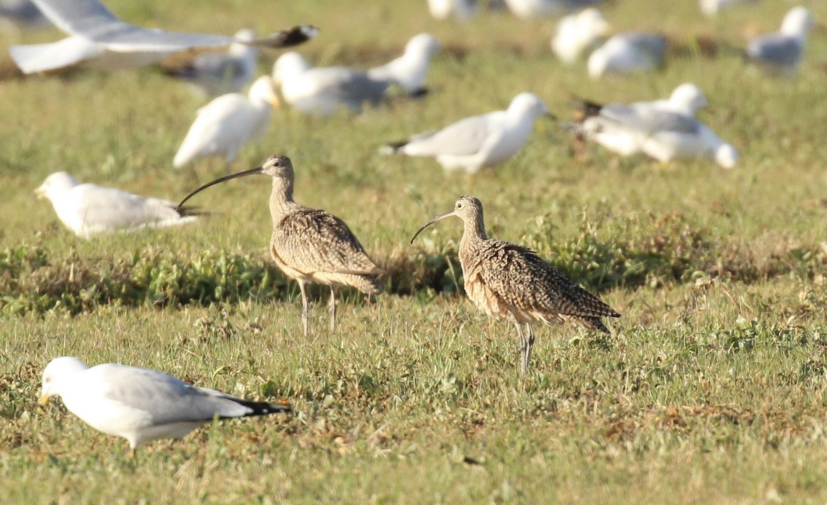 Long-billed Curlew - ML616237832