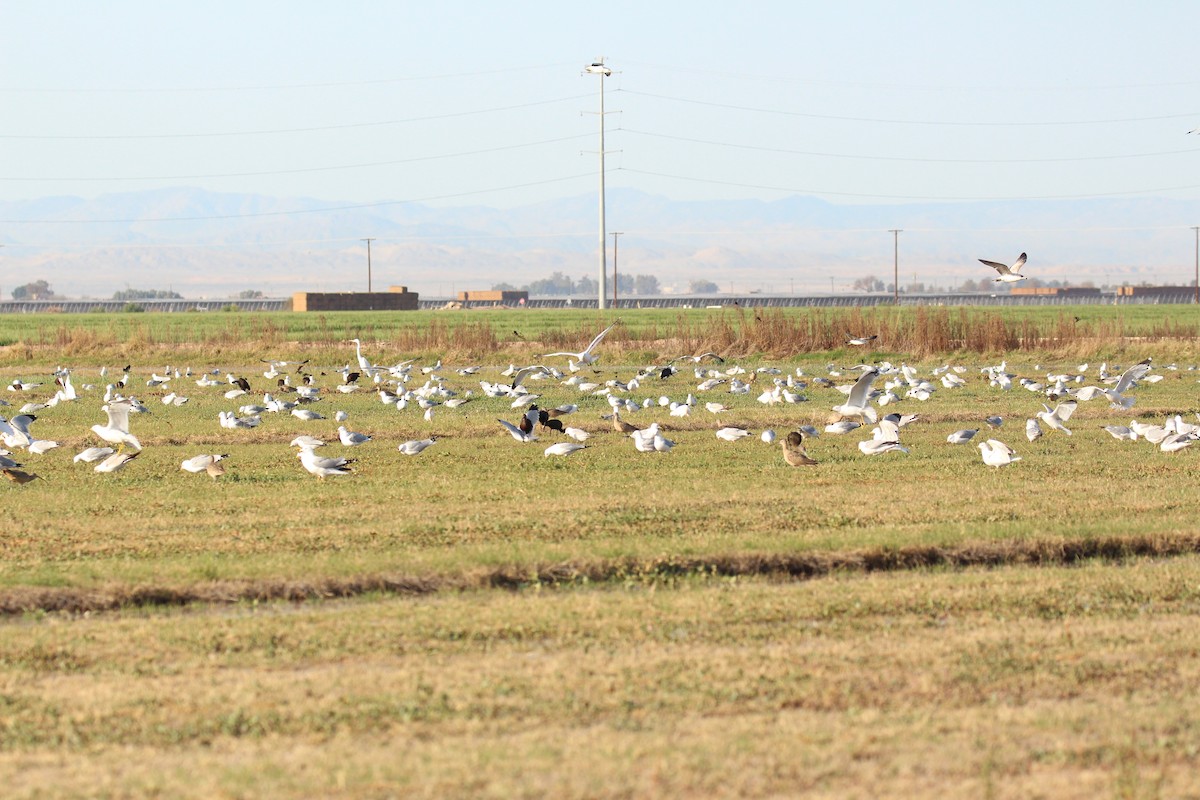 California Gull - ML616237886