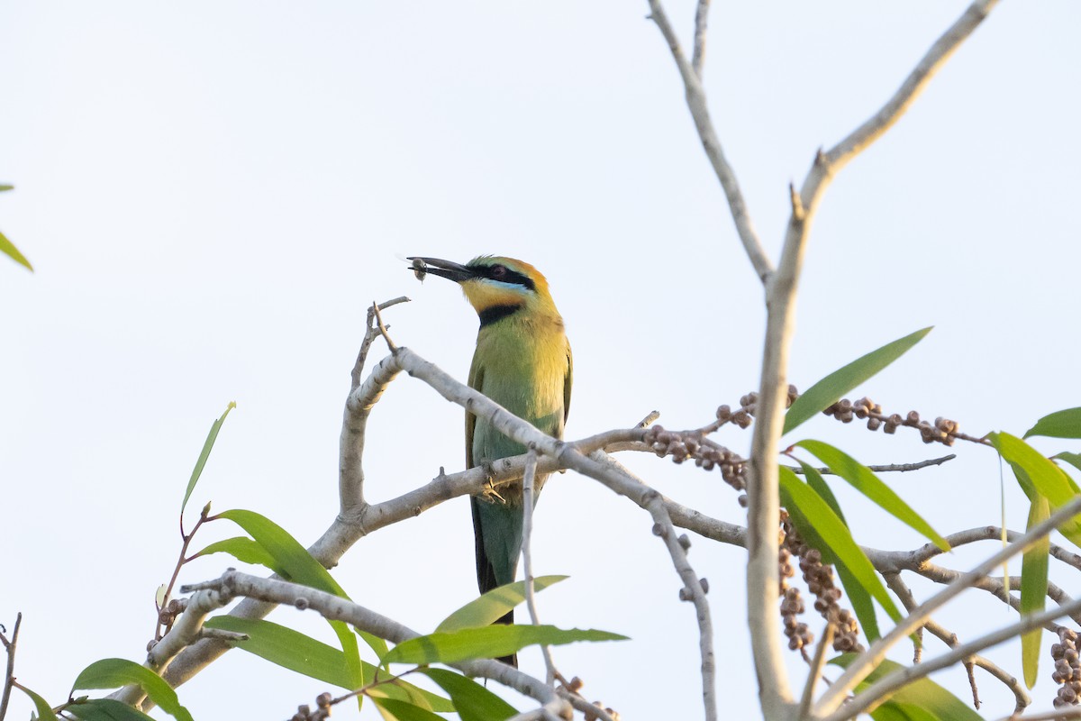 Rainbow Bee-eater - ML616237907