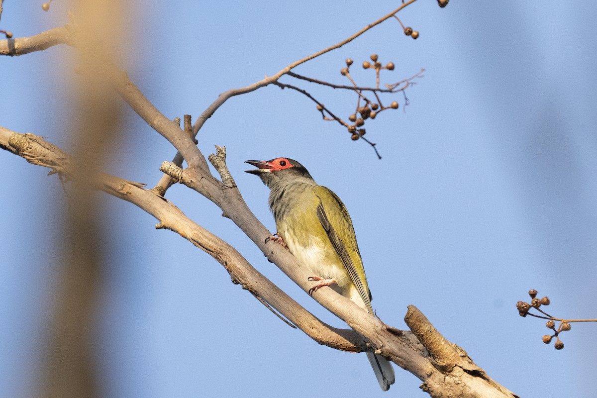 Australasian Figbird - ML616237913