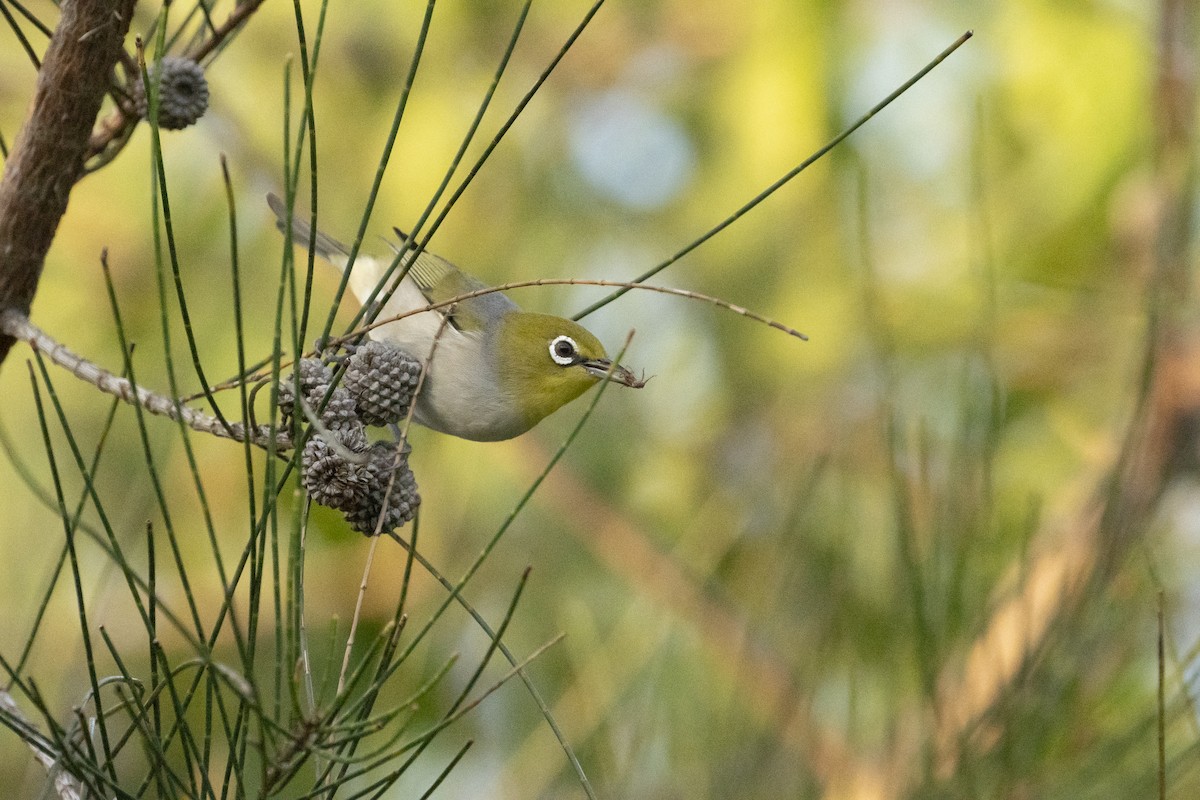 Graumantel-Brillenvogel - ML616237915