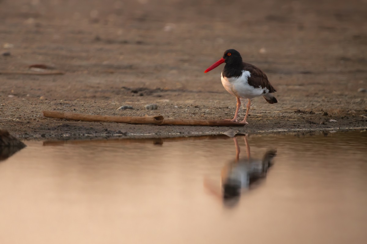 American Oystercatcher - ML616237917