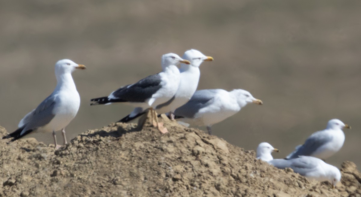 Lesser Black-backed Gull - ML616237918