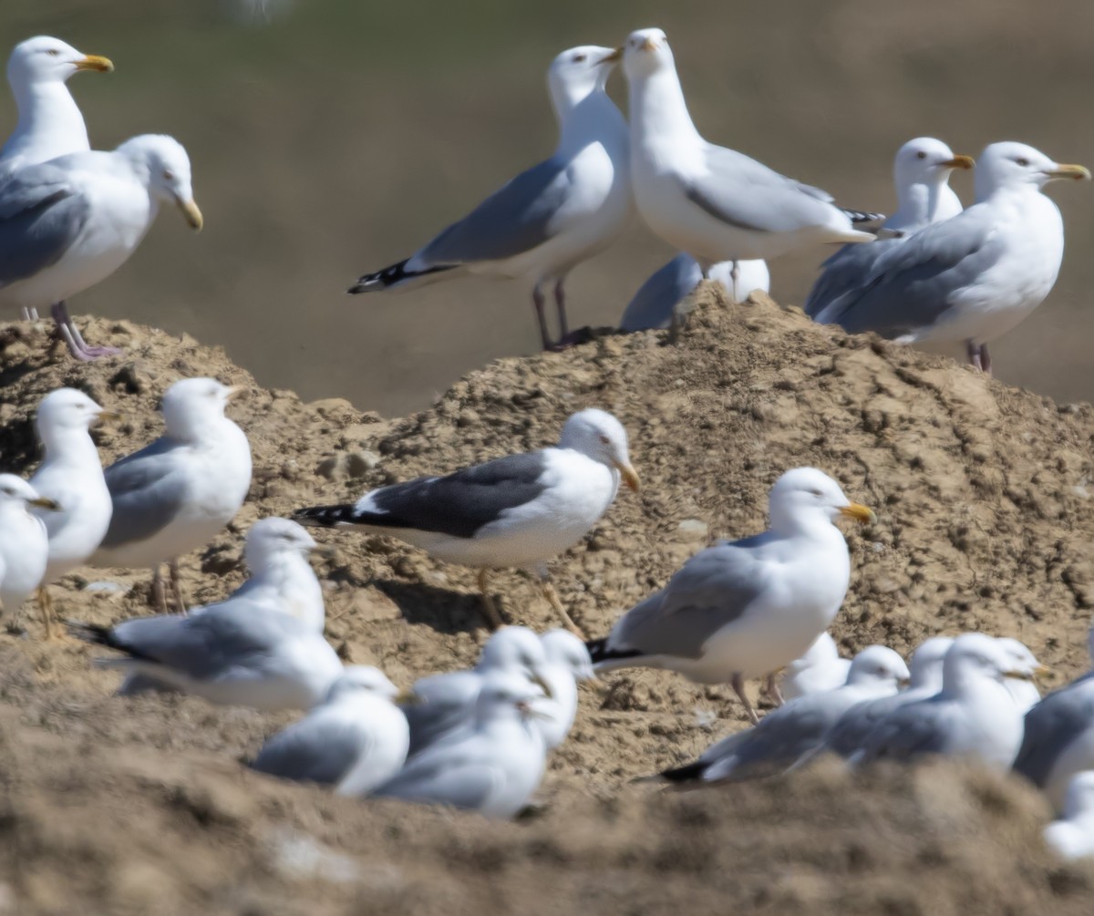 Lesser Black-backed Gull - Darlene Friedman