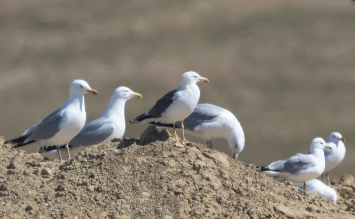 Lesser Black-backed Gull - ML616237945