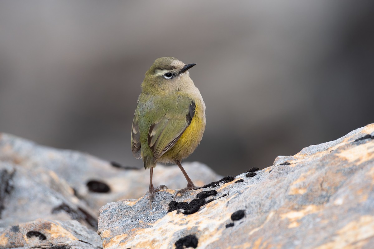 South Island Wren - ML616237969