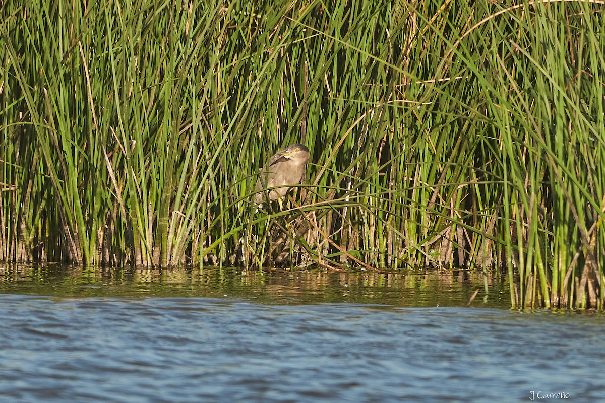 Black-crowned Night Heron - ML616237973