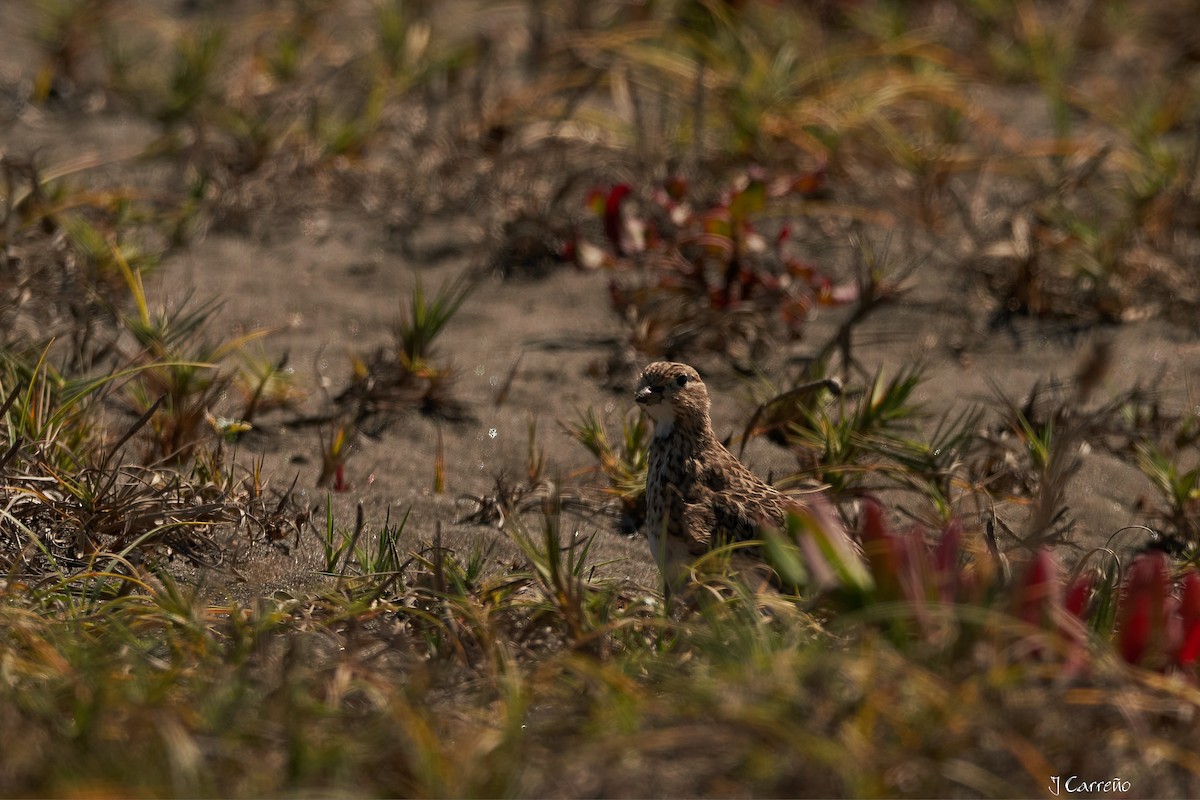 Least Seedsnipe - ML616238032