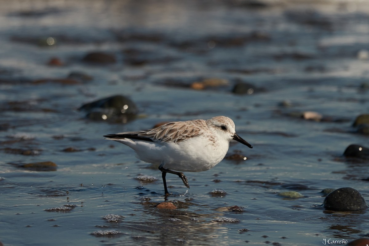 Sanderling - ML616238102