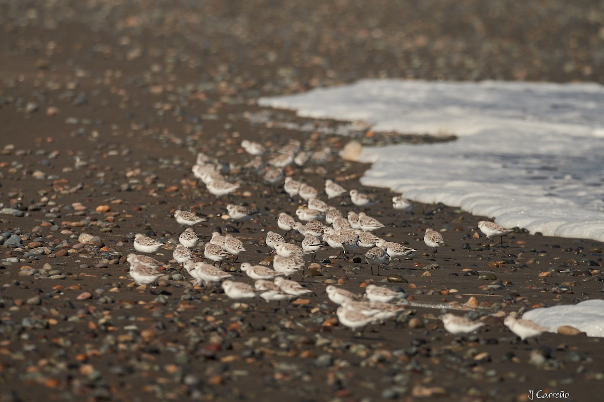 Sanderling - ML616238105