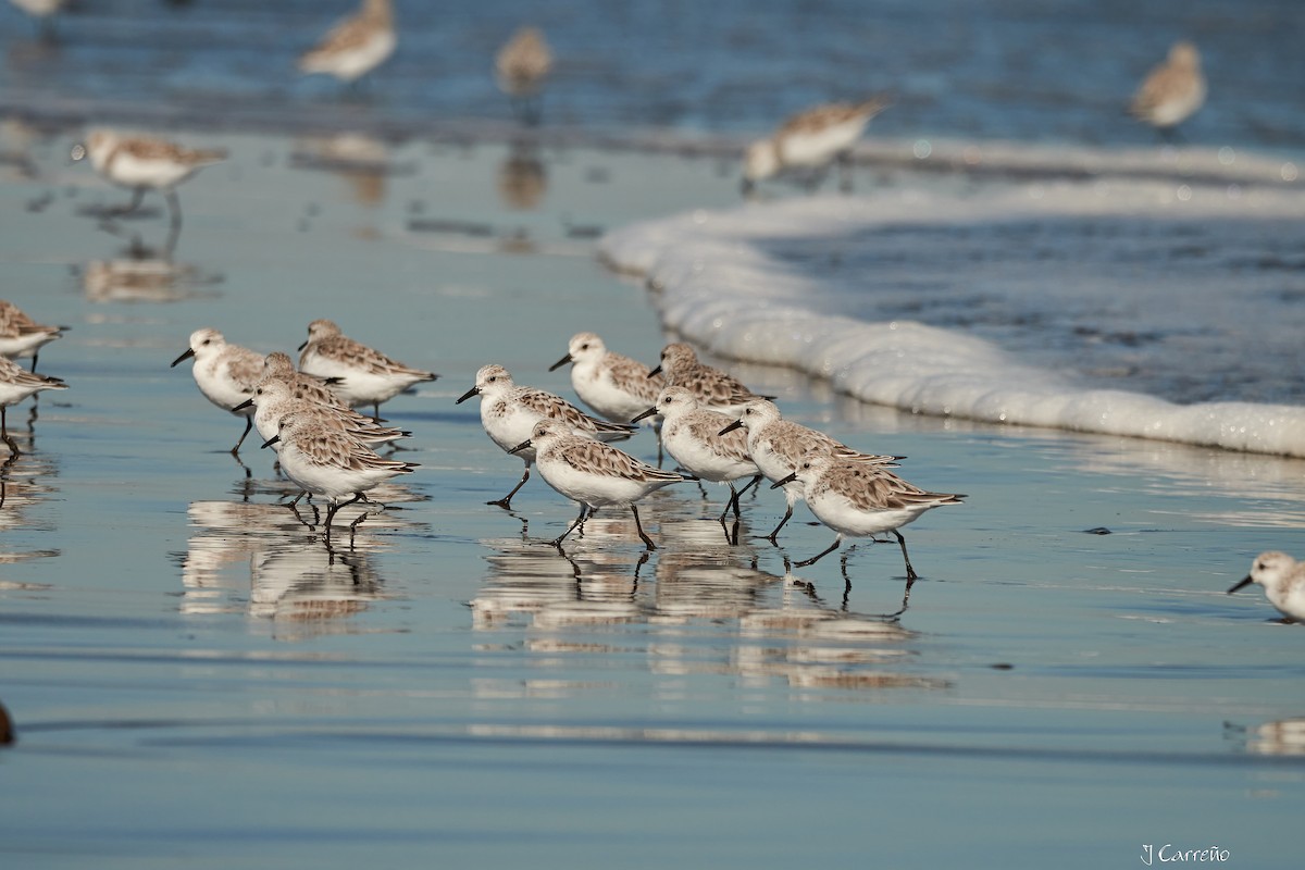 Sanderling - ML616238107