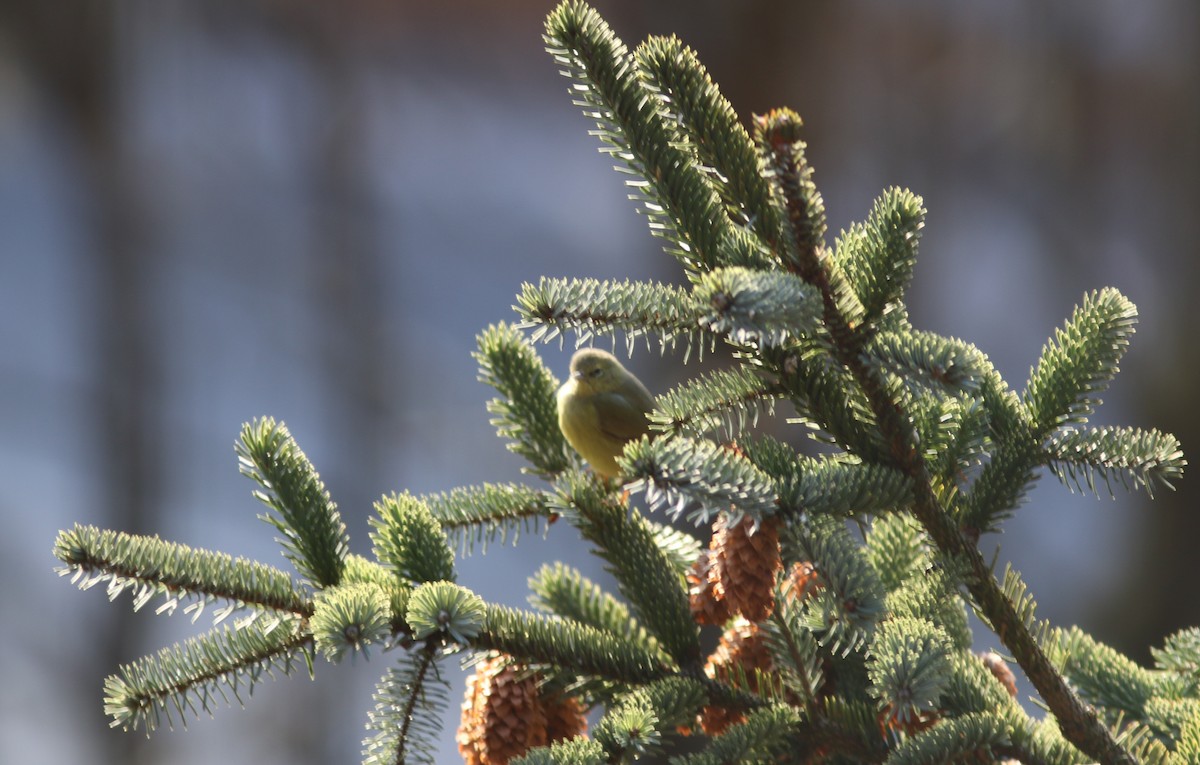 Orange-crowned Warbler - ML616238192