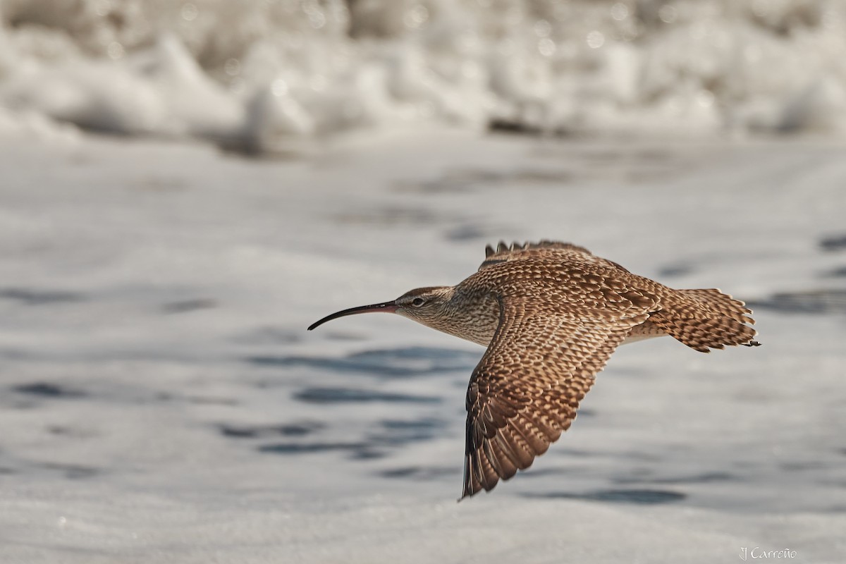 Whimbrel - ML616238224