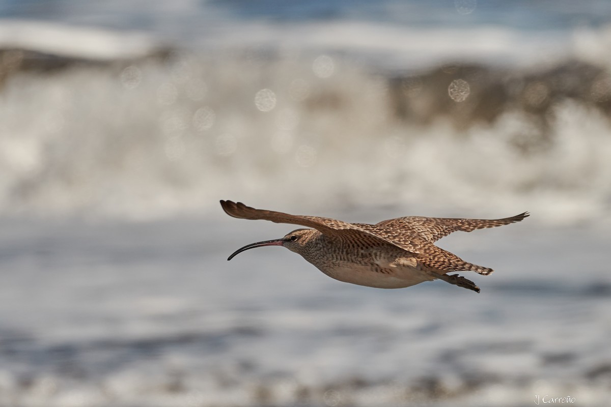 Whimbrel - ML616238226