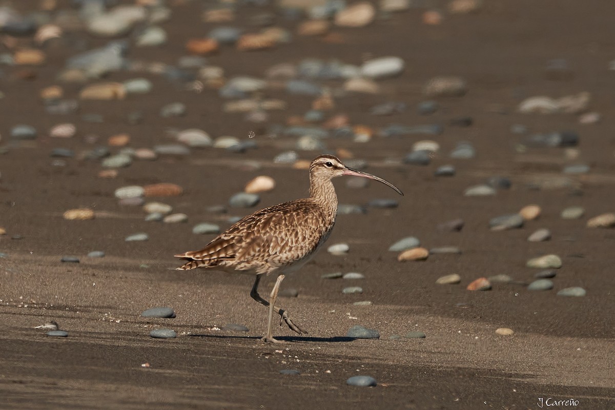 Whimbrel - ML616238231