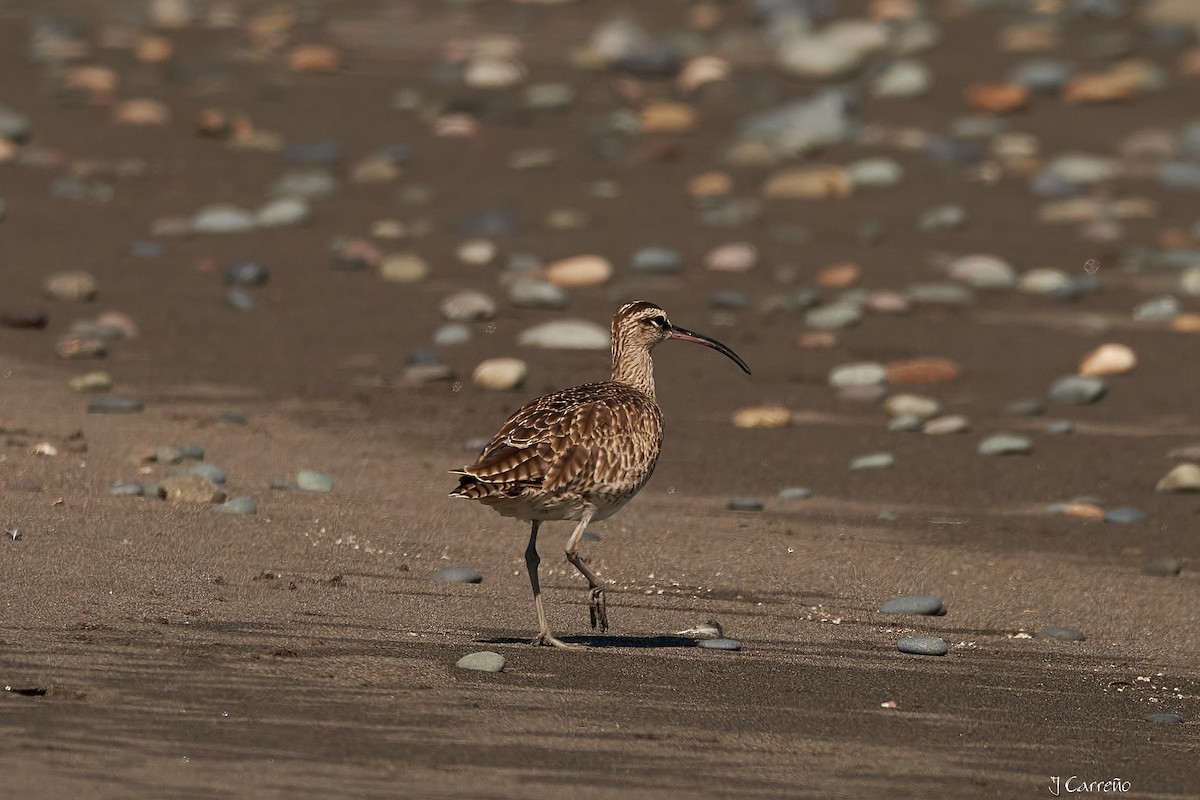 Whimbrel - Juan Carlos Carreño Rojas