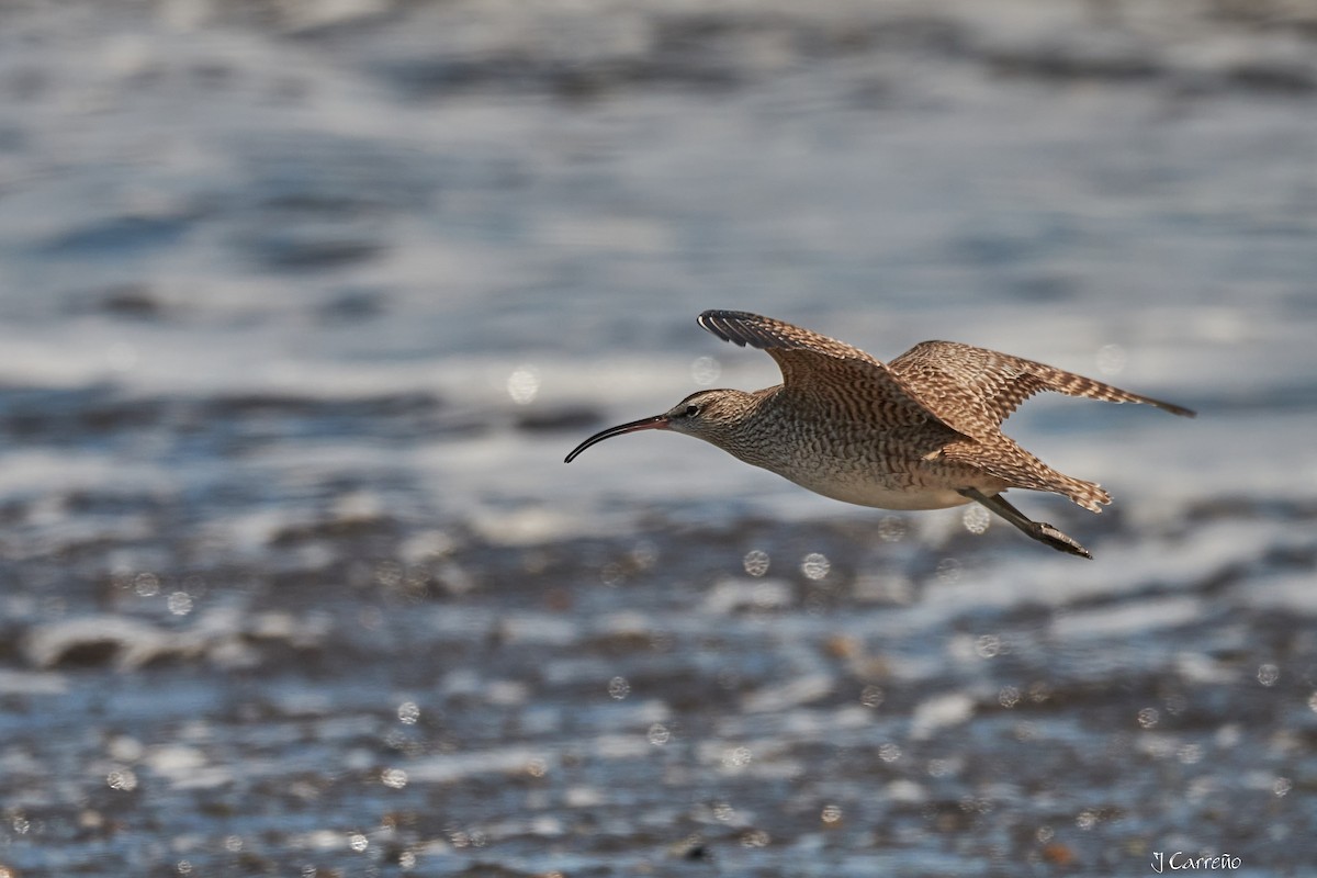 Whimbrel - ML616238234