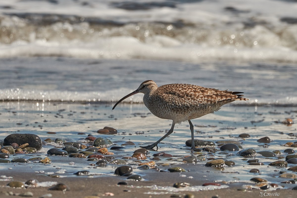 Whimbrel - ML616238235