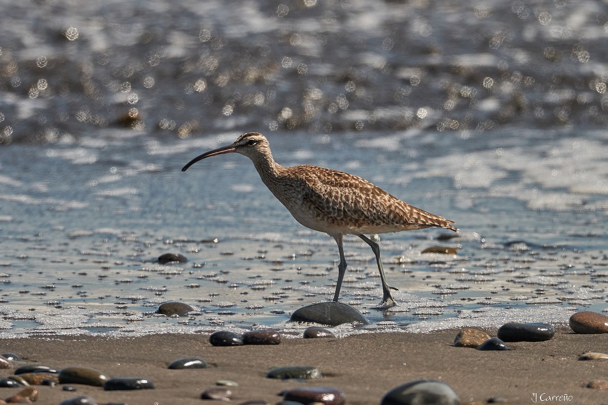 Whimbrel - ML616238236