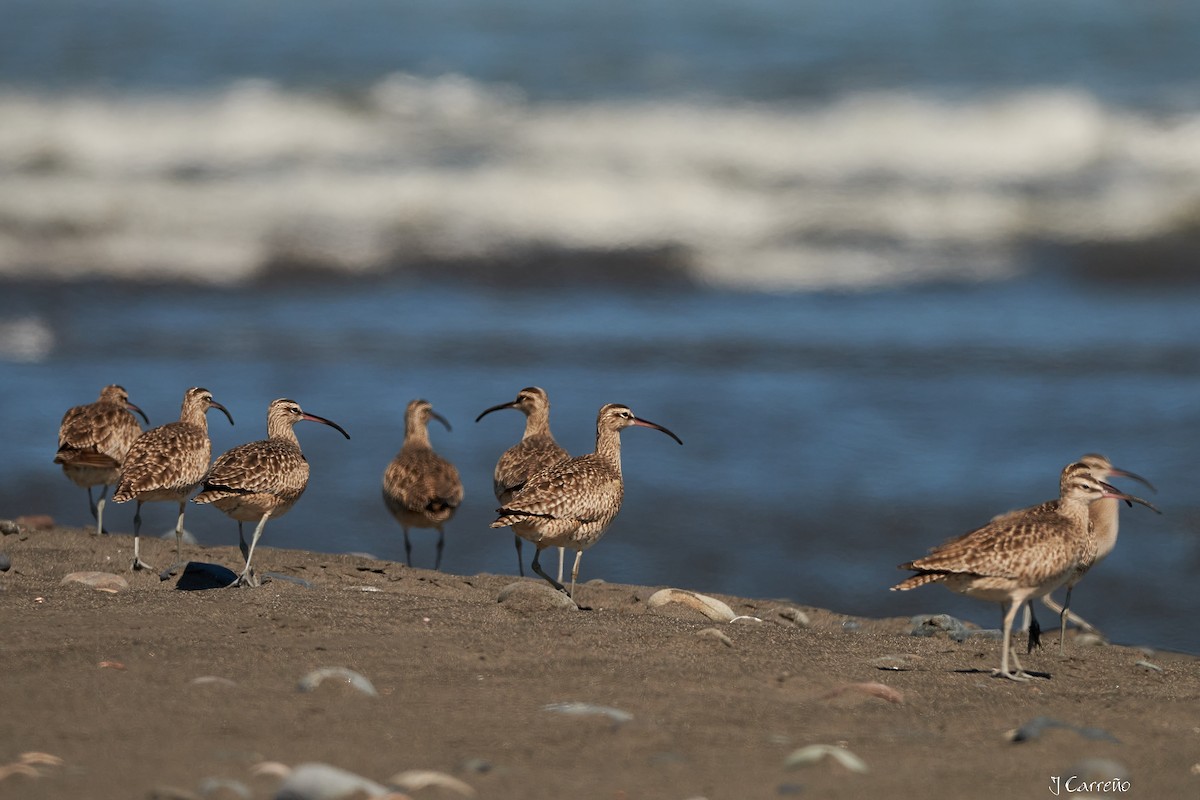 Whimbrel - ML616238240