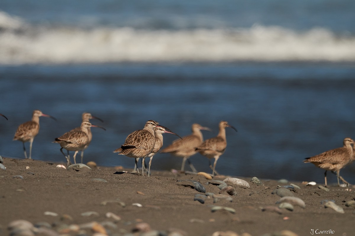 Whimbrel - ML616238243