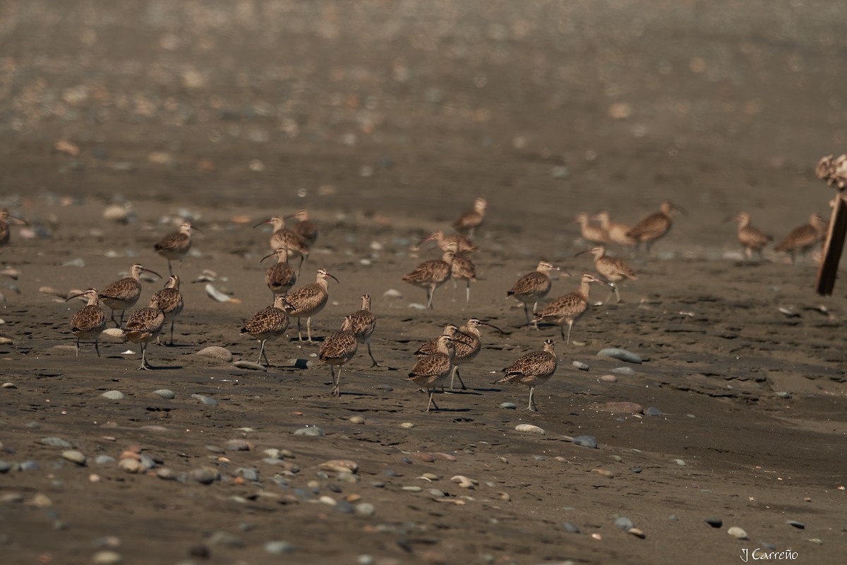 Whimbrel - ML616238254