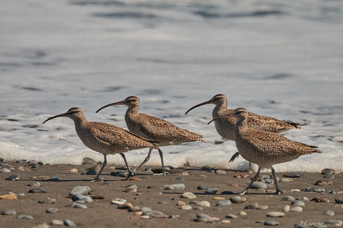 Whimbrel - ML616238255