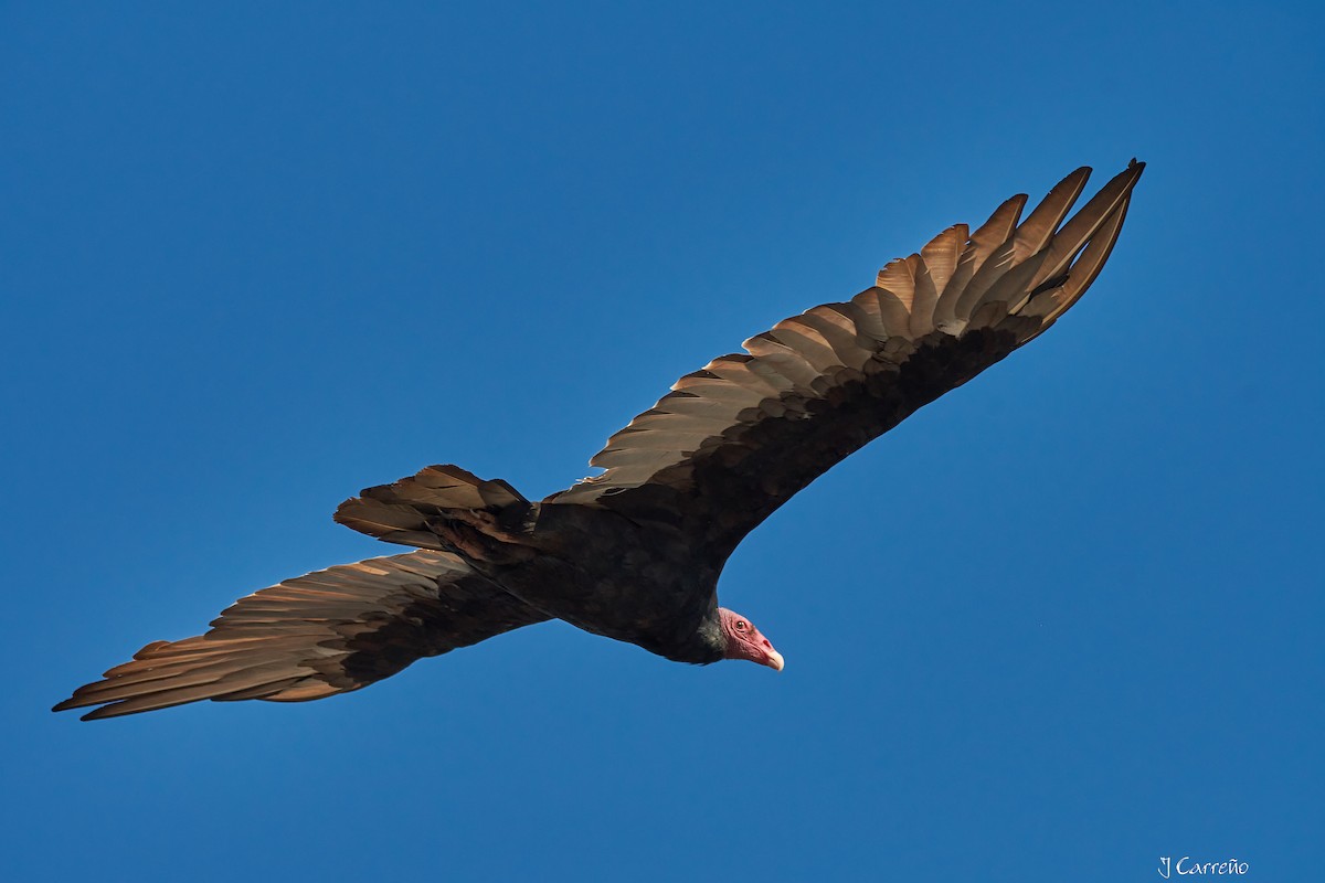 Turkey Vulture - ML616238301