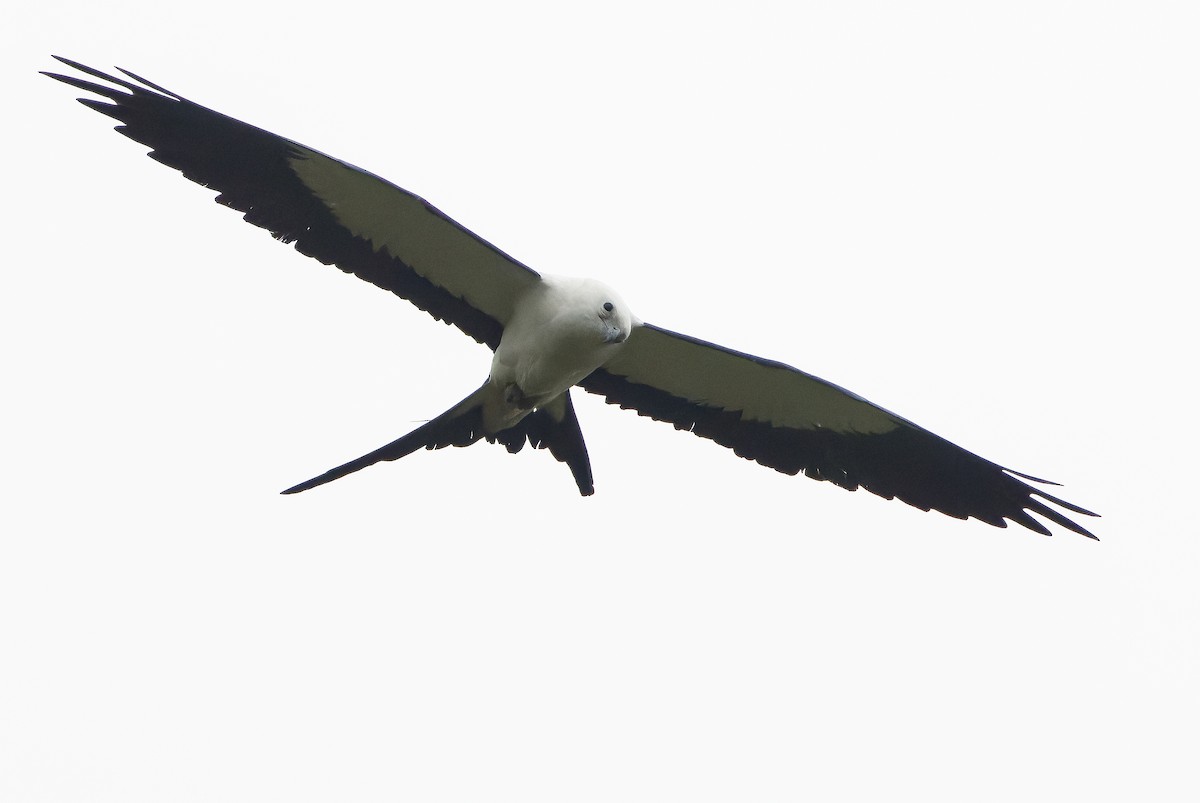 Swallow-tailed Kite - Joachim Bertrands