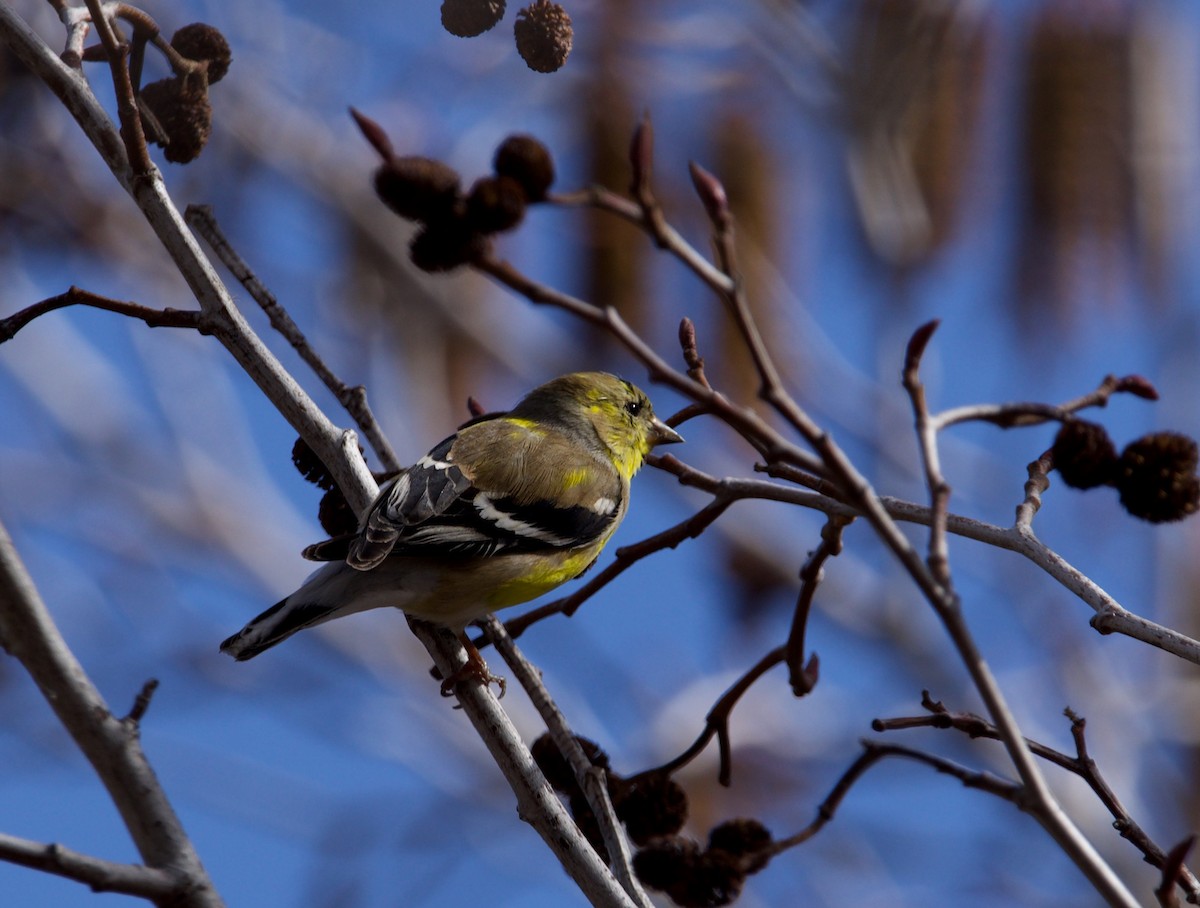 American Goldfinch - ML616238416