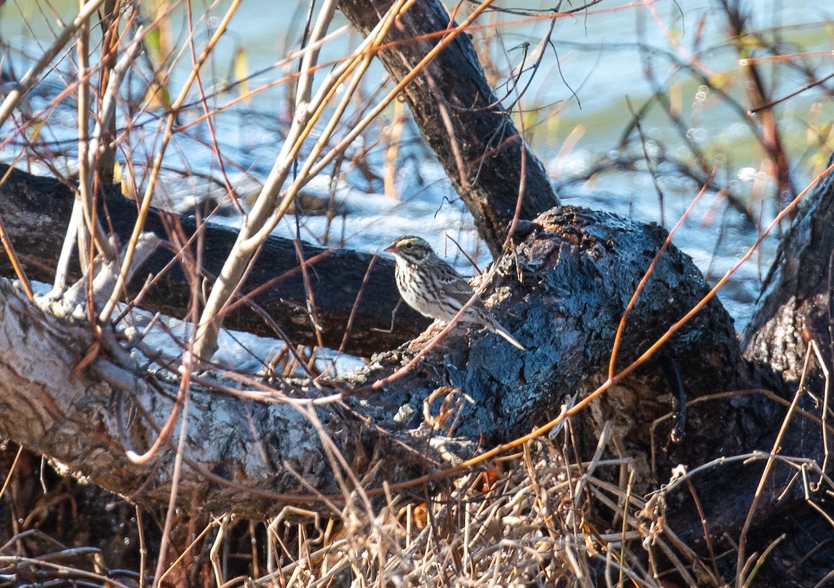 Savannah Sparrow - ML616238425